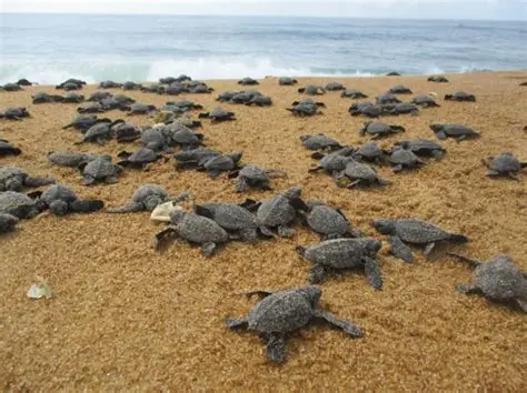 Centre de Protection des Tortues Marines