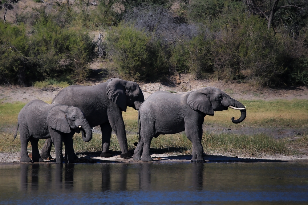 Parc National de la Comoé