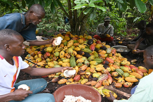 Plantations de Cacao d'Abengourou