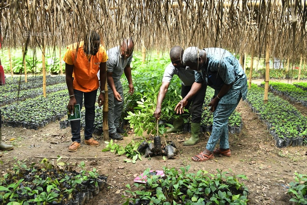 Plantations de Cacao d'Abengourou