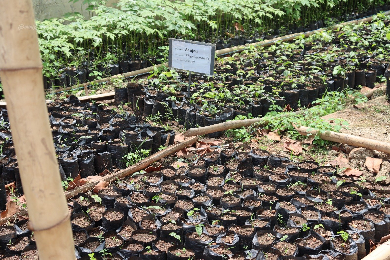 Plantations de Cacao d'Abengourou