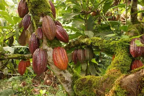 Plantations de Cacao d'Abengourou